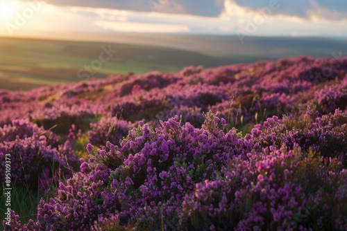 Yorkshire Moors Sunset: Purple Heather Blooms in British National Park