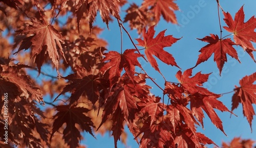 Close-up view of red autumn leaves against blue sky photo