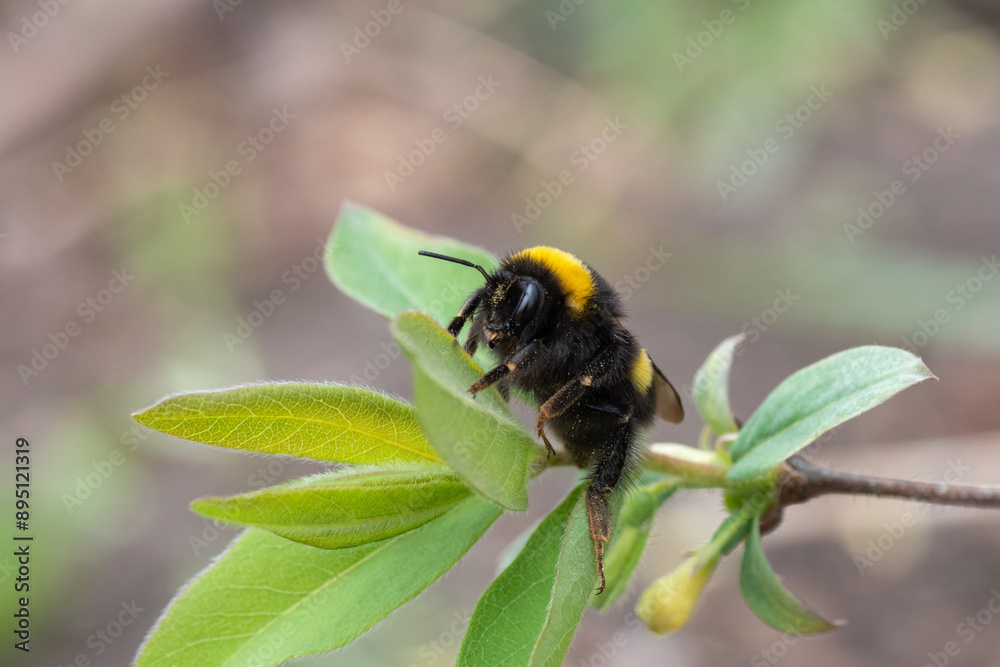 Striped honey bee collecting nectar from flowers, close-up. Natural honey. Fertilization of trees. Pollen transfer. Beneficial insects Striped honey bee collecting nectar from flowers, close-up. Natural honey. Fertilization of trees. Pollen transfer. Beneficial insects