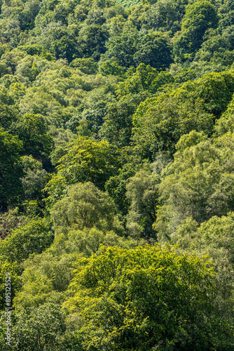 Obraz na płótnie Mixed deciduous ancient woodland tree canopy in Exmoor National Park at Cloutsham, Somerset, England UK w salonie