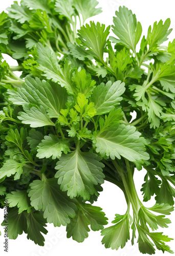 delicious Parsley isolated on white background photo