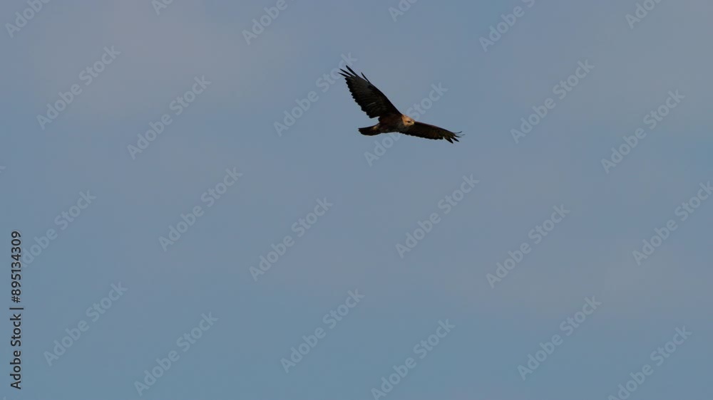 Bird Eagle in flight with his wings wide open, gliding in the clear sky Bird Eagle in flight with his wings wide open, gliding in the clear sky