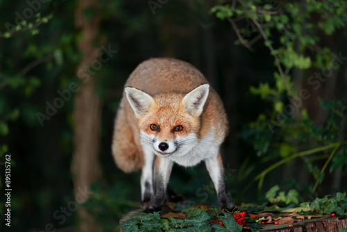 Portrait of a red fox standing on a tree in a forest in autumn