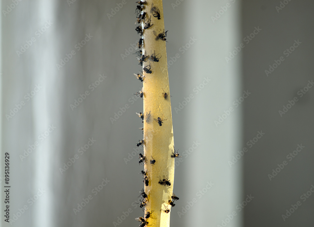 Dead flies on sticky tape, trap for flies with glue.