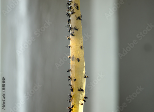 Dead flies on sticky tape, trap for flies with glue. photo