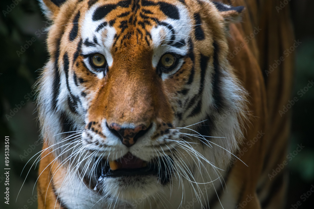 Close-up portrait of calm Siberian tiger (or Amur tiger, subspecie Panthera tigris tigris) animal. Soft focus. Beauty in nature theme. Close-up portrait of calm Siberian tiger (or Amur tiger, subspecie Panthera tigris tigris) animal. Soft focus. Beauty in nature theme.
