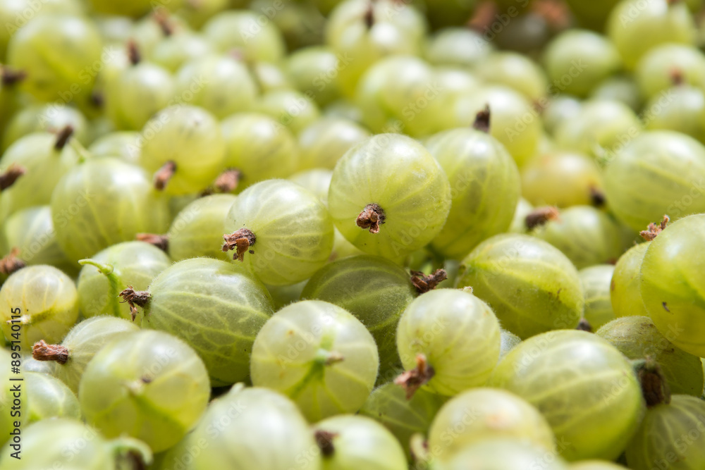 freshly harvested gooseberries in the box freshly harvested gooseberries in the box
