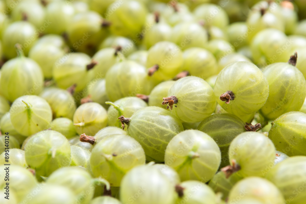 freshly harvested gooseberries in the box