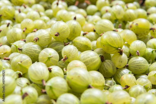freshly harvested gooseberries in the box