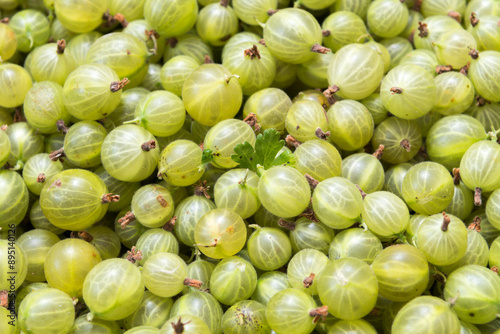 freshly harvested gooseberries in the box