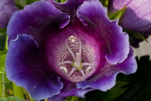 Gloxinia (genus)
