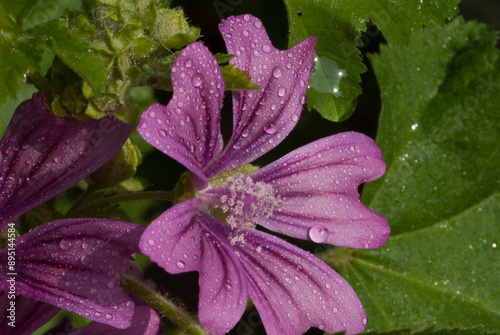 Malva sylvestris