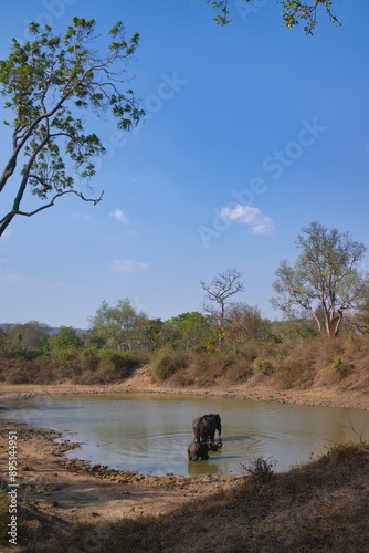 Elephants bathing in a forest river