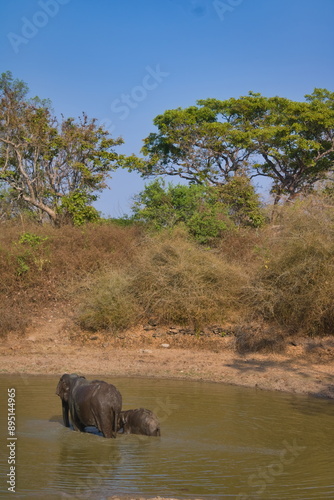 A group of elephants enjoying a bath
