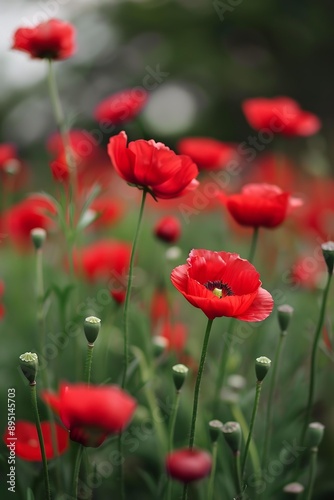 Red Poppy Flowers in a Field