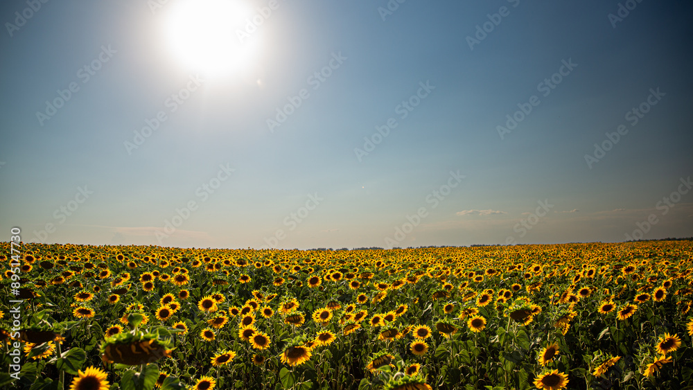 Obraz premium A field of sunflowers under clear blue sky, showcasing beauty of nature and agriculture