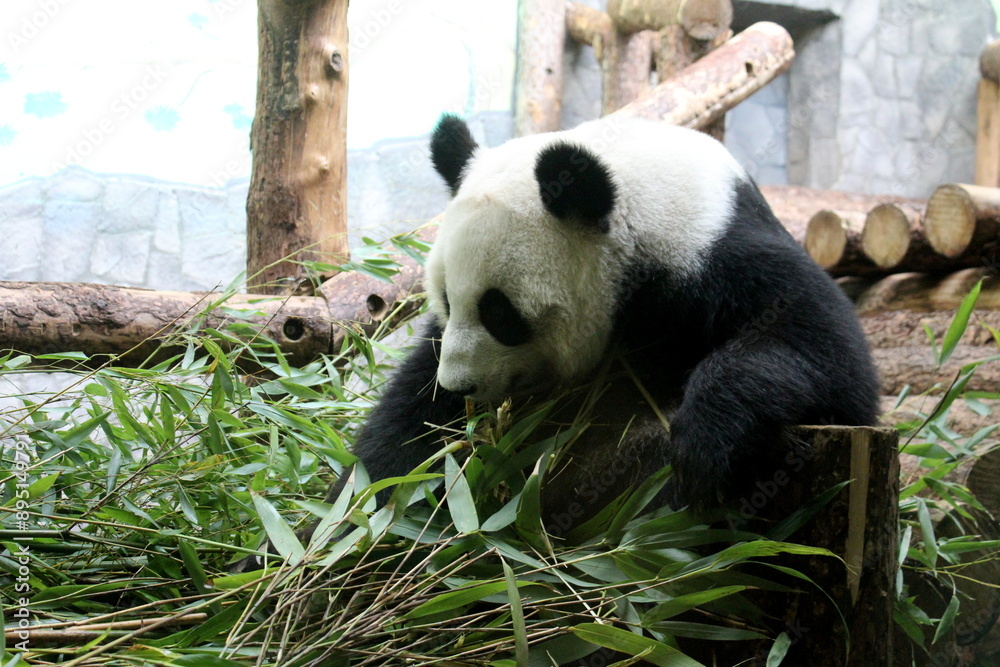 Obraz premium Panda bear sits and eats bamboo leaves.