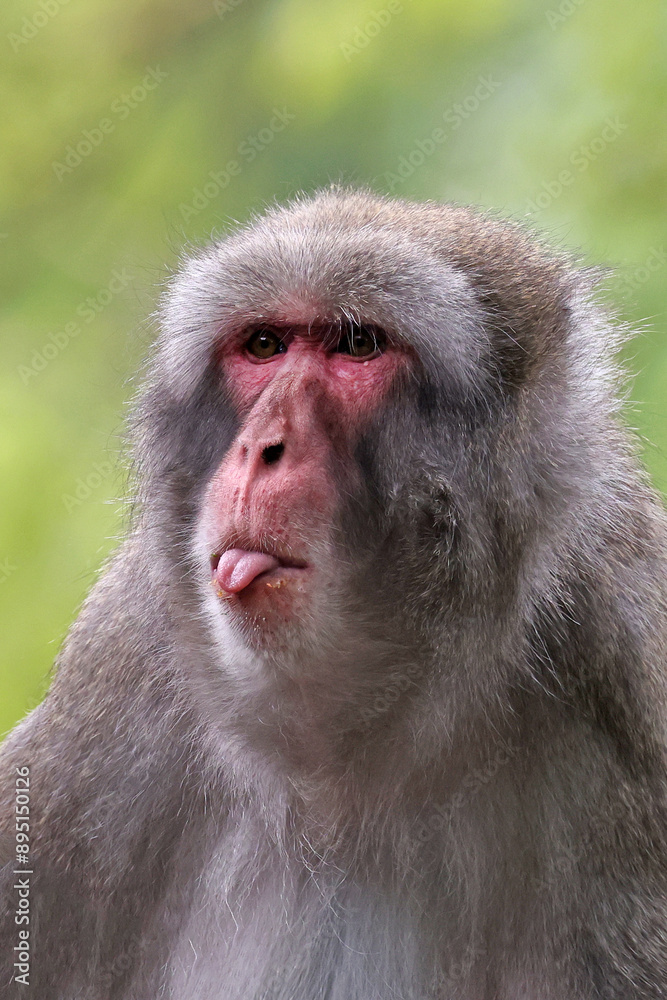 Cute Japanese monkey (Macaca Fuscata),close up shot Cute Japanese monkey (Macaca Fuscata),close up shot