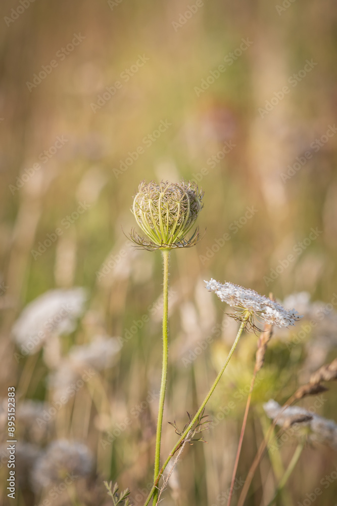 A close up of a wild carrot flower in the South Downs, on a sunny summer's evening