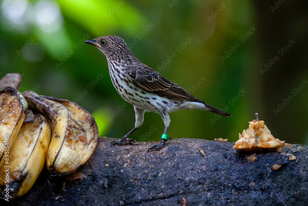 A photo of Song Thrush against booked filled green background