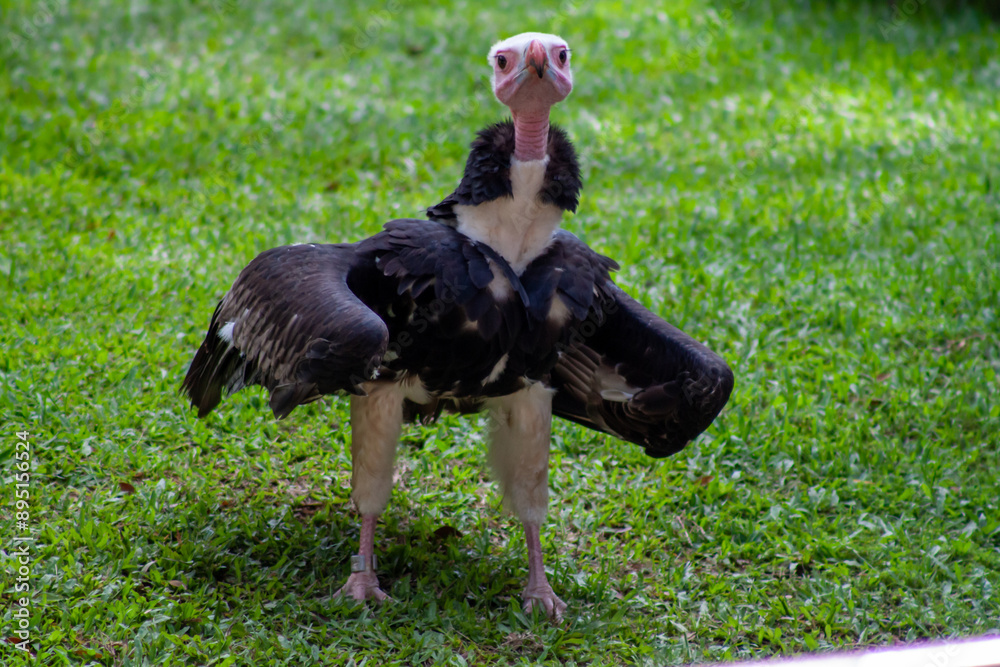 A photo of a Vulture looking into the camera