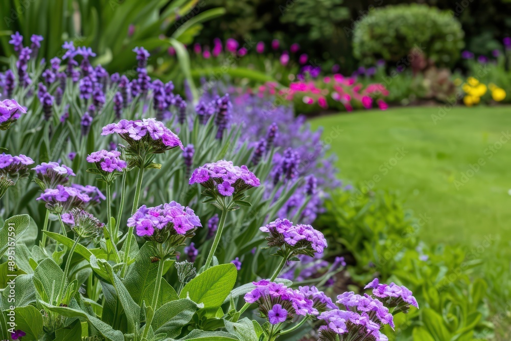 Obraz premium A picturesque garden featuring vibrant verbena flowers in full bloom, banner, with copy space