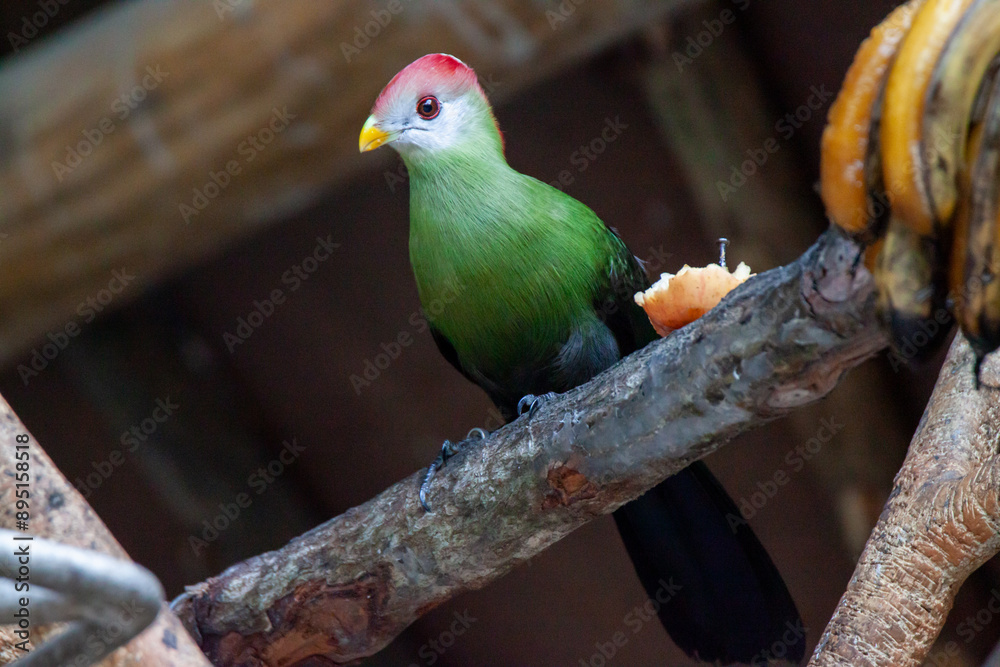 A photo of a The red-crested turaco looking into the camera