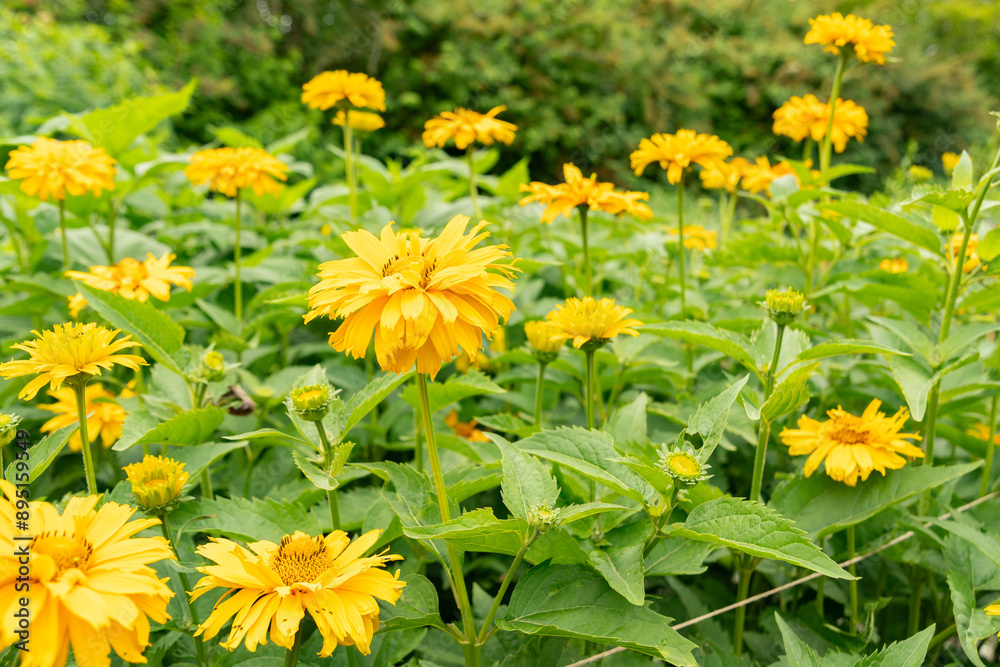 Rough oxeye or Heliopsis Helianthoides var scabra plant in Saint Gallen in Switzerland Rough oxeye or Heliopsis Helianthoides var scabra plant in Saint Gallen in Switzerland