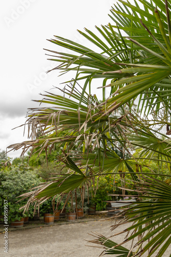 Chinese windmill palm or Trachycarpus Fortunei plant in Saint Gallen in Switzerland photo