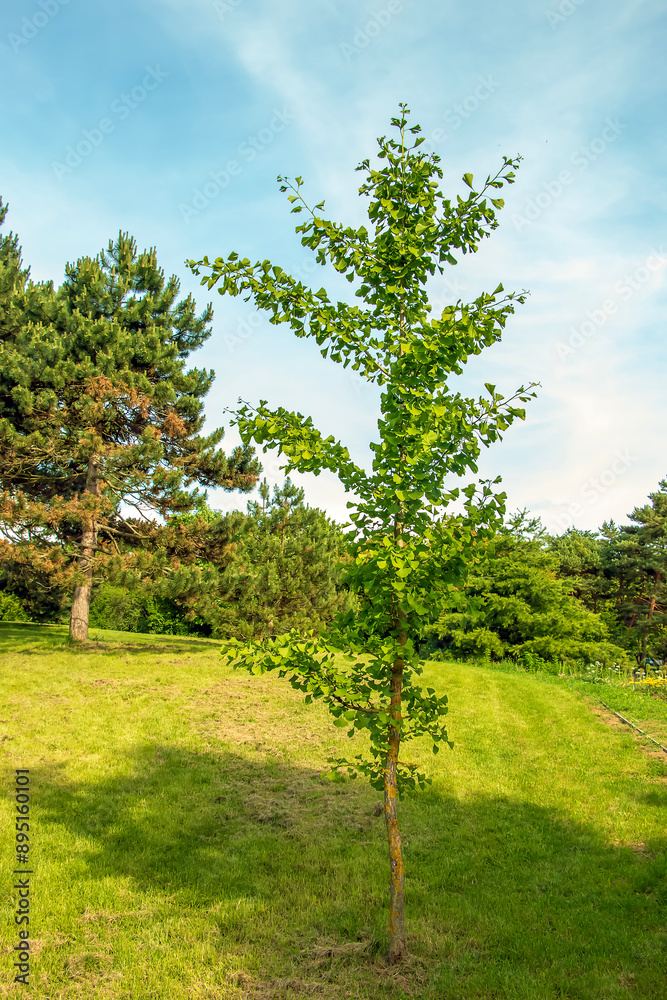 Fototapeta premium Fresh bright green leaves and trunk of Ginkgo biloba. Latin name Ginkgo biloba L. Branches of a ginkgo tree in Nitra in Slovakia.