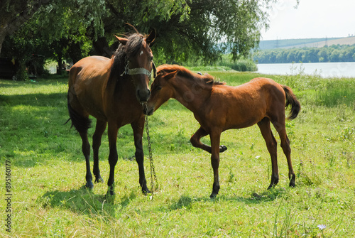 A horse grazing in a green field by the riverside with a lush background and calm water