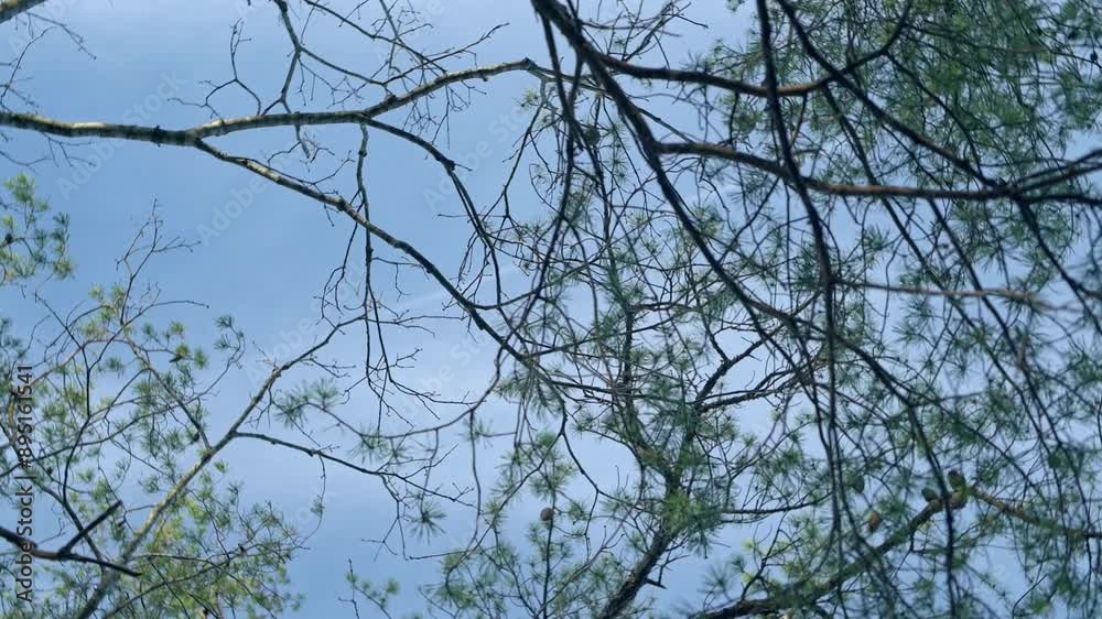 A view of bare tree branches against a cloudy sky, capturing the serene and tranquil atmosphere of nature. High quality 4k footage A view of bare tree branches against a cloudy sky, capturing the serene and tranquil atmosphere of nature. High quality 4k footage