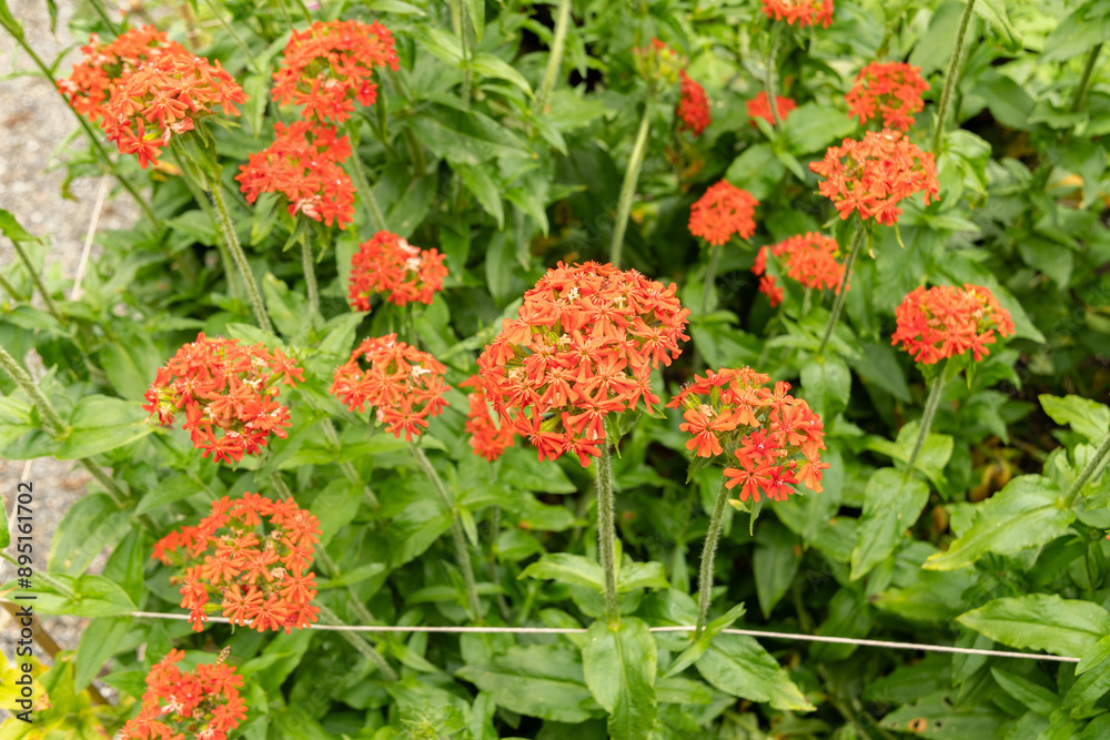 Maltese cross or Lychnis Chalcedonica plant in Saint Gallen in Switzerland Maltese cross or Lychnis Chalcedonica plant in Saint Gallen in Switzerland
