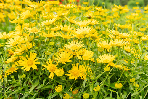 Ox eye or Buphthalmum Salicifolium plant in Saint Gallen in Switzerland photo