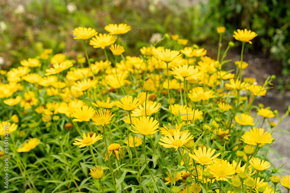 Ox eye or Buphthalmum Salicifolium plant in Saint Gallen in Switzerland Ox eye or Buphthalmum Salicifolium plant in Saint Gallen in Switzerland