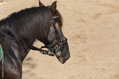 Extreme closeup portrait of a íoung domestic saddle horse on a rural animal farm