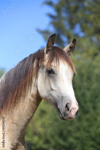 Extreme closeup portrait of a íoung domestic saddle horse  on a rural animal farm