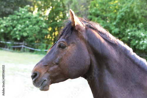 Extreme closeup portrait of a íoung domestic saddle horse  on a rural animal farm
