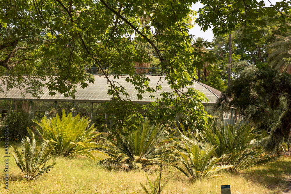 A leafy canopy frames a greenhouse nestled in a lush garden A leafy canopy frames a greenhouse nestled in a lush garden