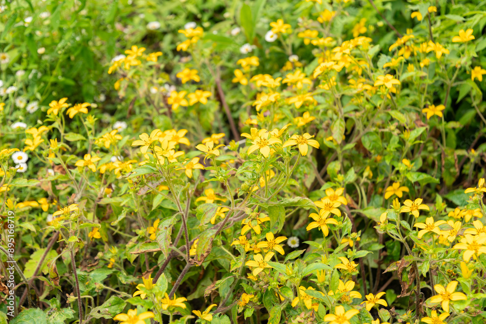 Obraz premium Golden knee or Chrysogonum Virginianum plant in Saint Gallen in Switzerland