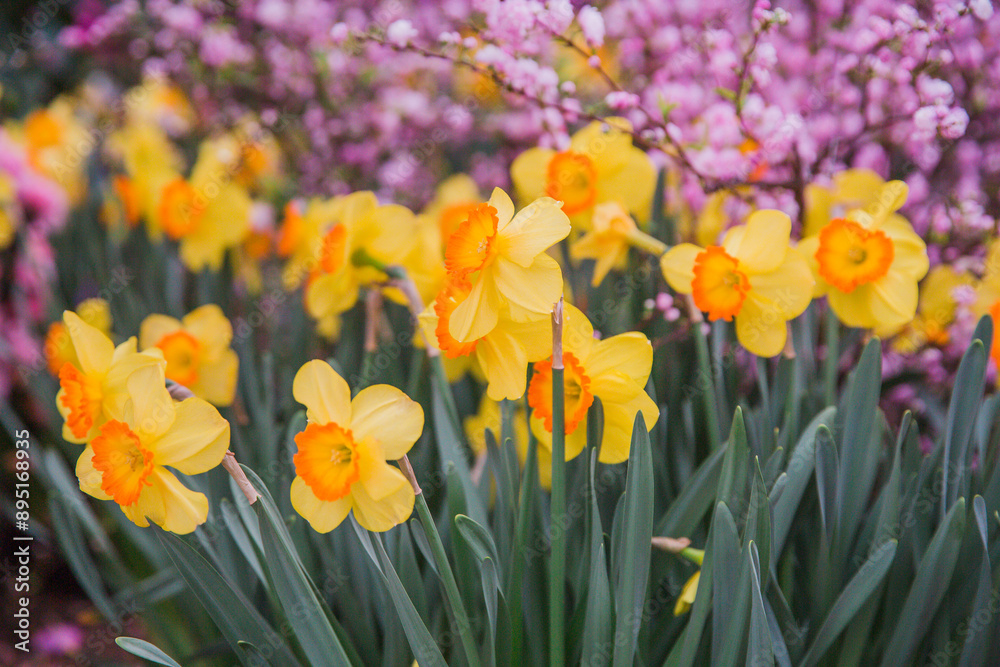 spring daffodil flowers in the garden spring daffodil flowers in the garden