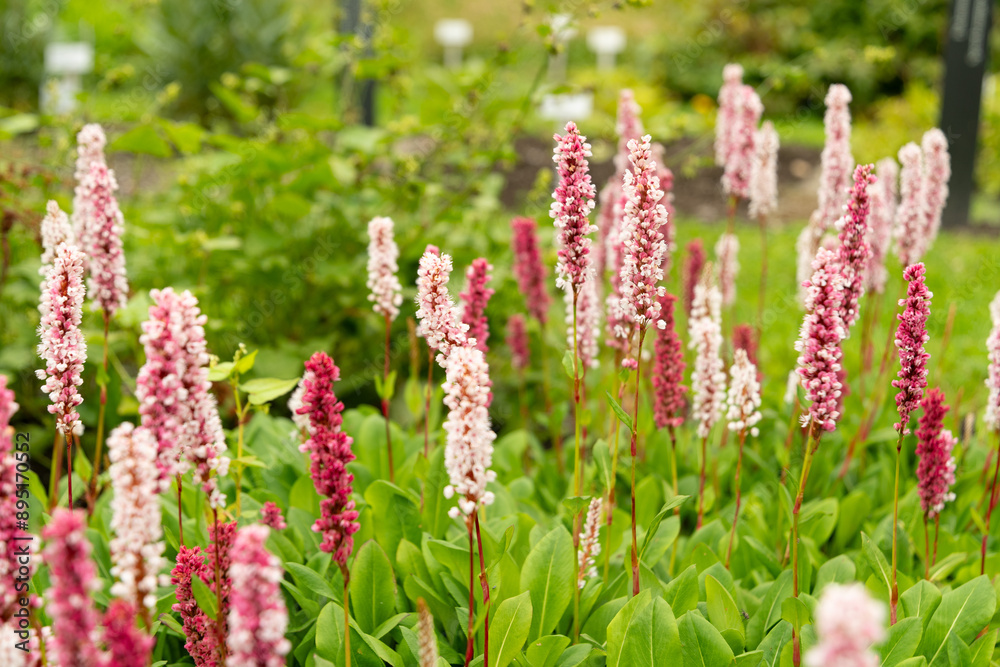 Himalayan bistort or Polygonum Affine plant in Saint Gallen in Switzerland