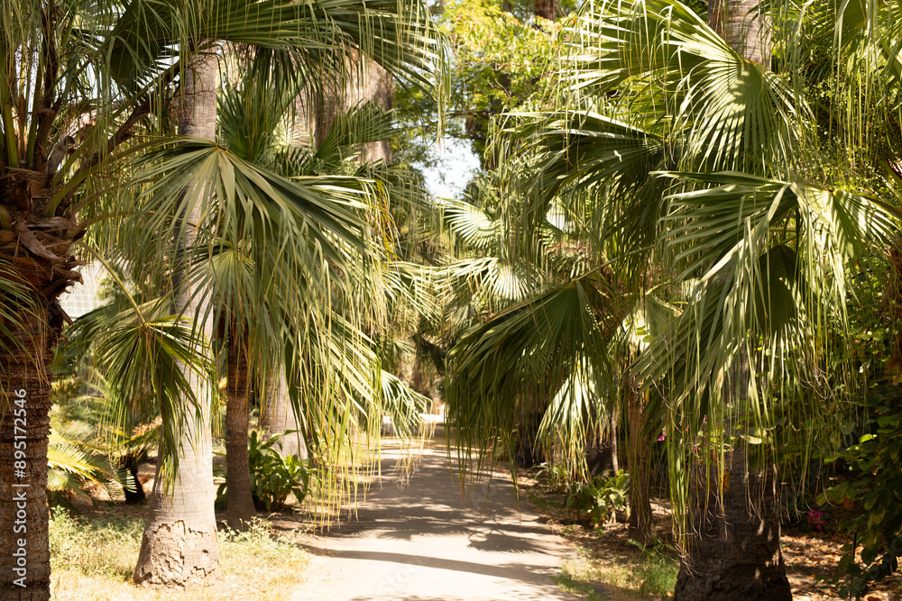 Obraz premium A path lined with palm trees