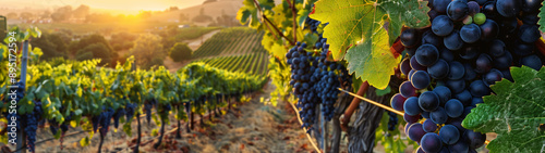 A vineyard with a bunch of grapes hanging from the vines