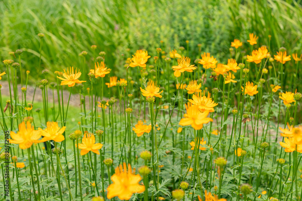 Asian globeflower or Trollius Asiaticus plant in Saint Gallen in Switzerland Asian globeflower or Trollius Asiaticus plant in Saint Gallen in Switzerland