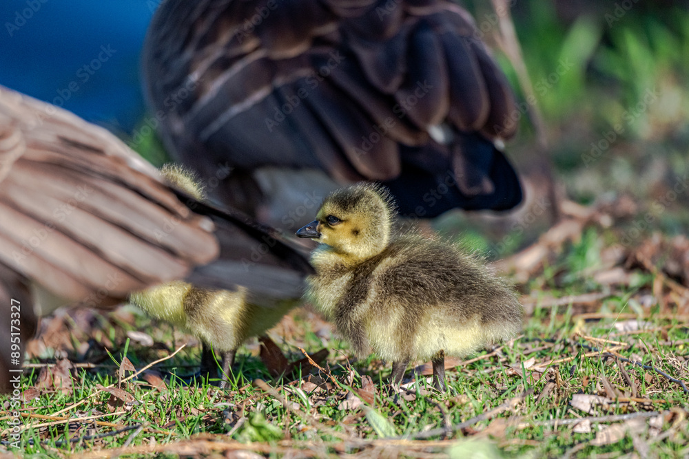 Newborn goslings in the springtime Newborn goslings in the springtime