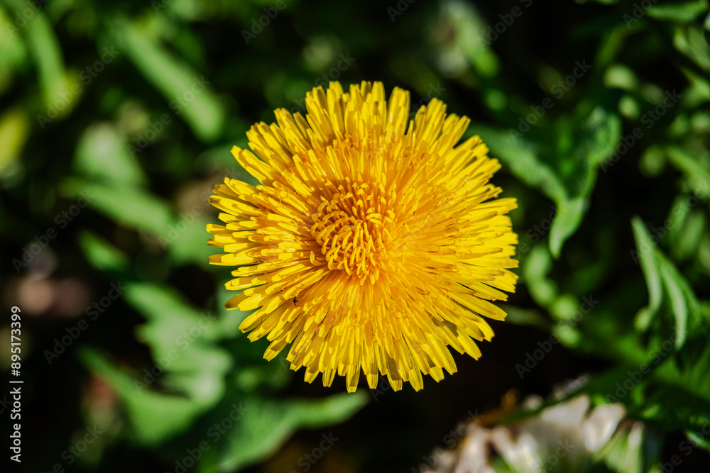 Dandelions in the meadow sunny springtime day Dandelions in the meadow sunny springtime day