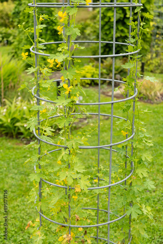 Canary creeper or Tropaeolum Peregrinum plant in Saint Gallen in Switzerland photo