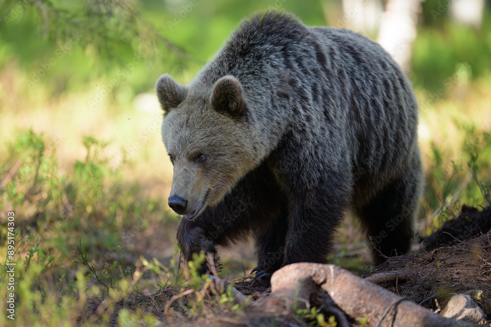 Fototapeta premium European brown bear (Ursus arctos) in summer