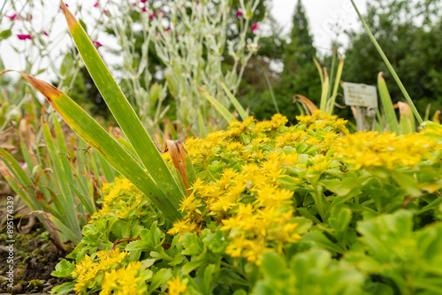 Phedimus Aizoon plant in Saint Gallen in Switzerland photo